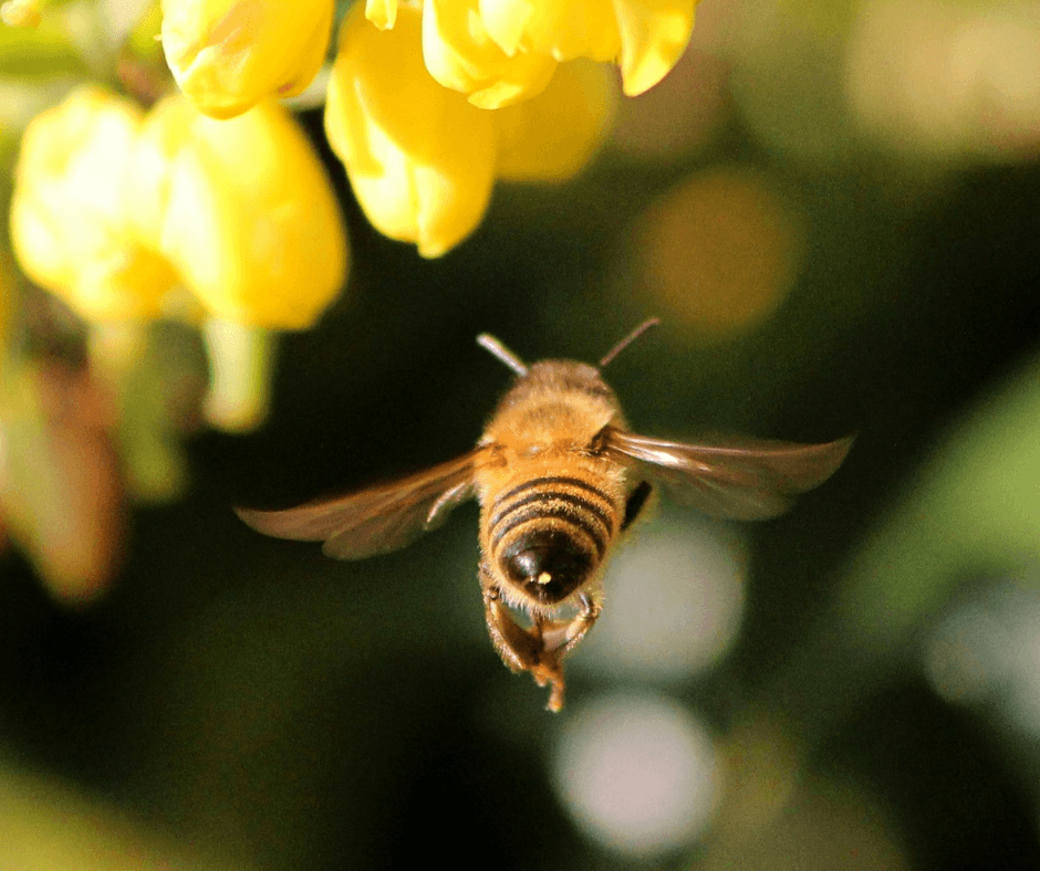 Kako reagirati na ubod ose ili pčele? Kako smanjiti bolnost?