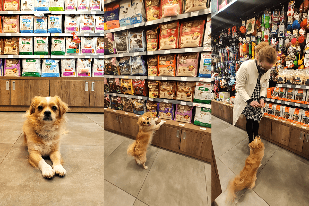 Kako je moj pas postao najslađi fotomodel u Pet Home Shop trgovini?