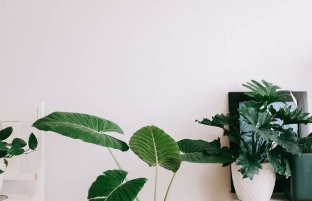 Volite biljke, ali svaka vam uvene? Pokušajte s ovih pet vrsta koje uspijevaju čak i početnicima