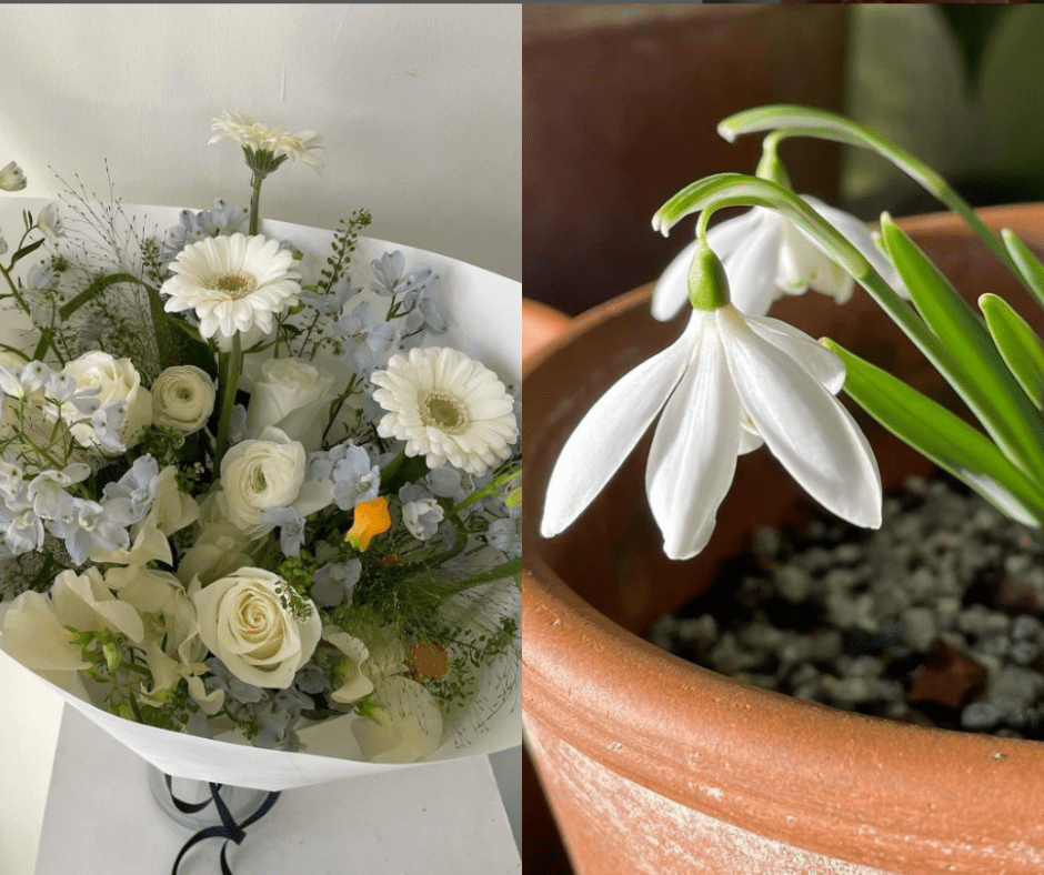 Ne morate čekati proljeće: Ovo zimsko cvijeće uspijeva i na niskim temperaturama