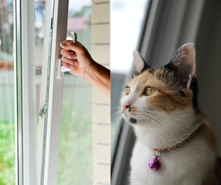 Ako imate mačku, nikada ne ostavljajte prozore na kip - osim ako nemate ovaj dodatak