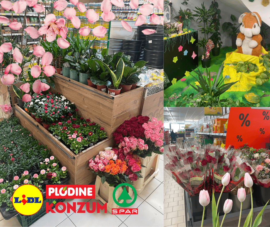 Ponuda cvijeća u našim supermarketima - tko ima najbolju ponudu i cijene?