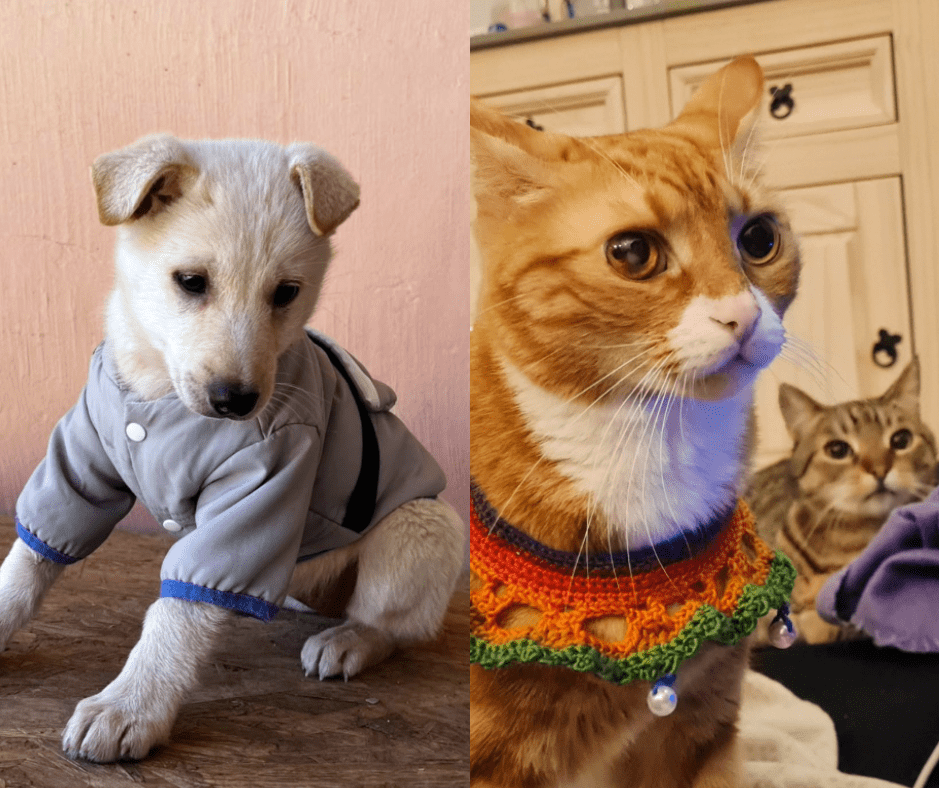 Pomozimo Udruzi Merida: Neka ovih blagdana sve njuškice budu zdrave i site