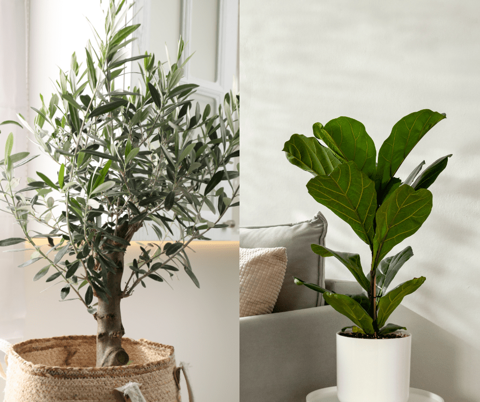 Gdje pronaći umjetne biljke za koje će svi misliti da su prave? Imamo preporuke!