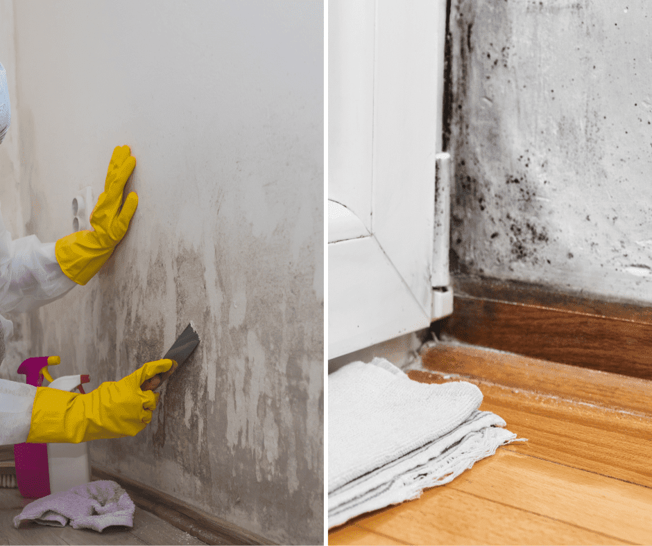 Plijesan u domu: kako je se rješavam i koji su mi se proizvodi pokazali učinkovitima?