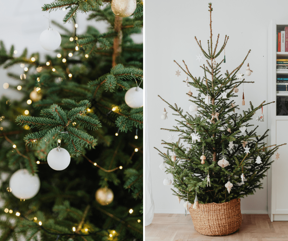 Zašto je dobro odabrati božićno drvce s korijenom (barem jednom u životu)?