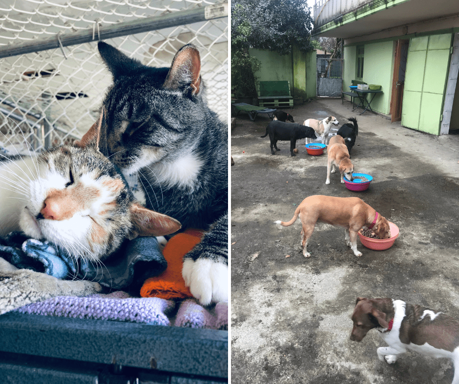 Ne bacajte ih! 10 korisnih predmeta koji vam smetaju kod kuće, a životinjama u skloništima trebaju