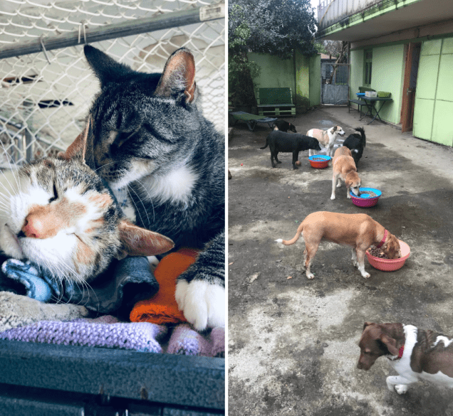 Ne bacajte ih! 10 korisnih predmeta koji vam smetaju kod kuće, a životinjama u skloništima trebaju