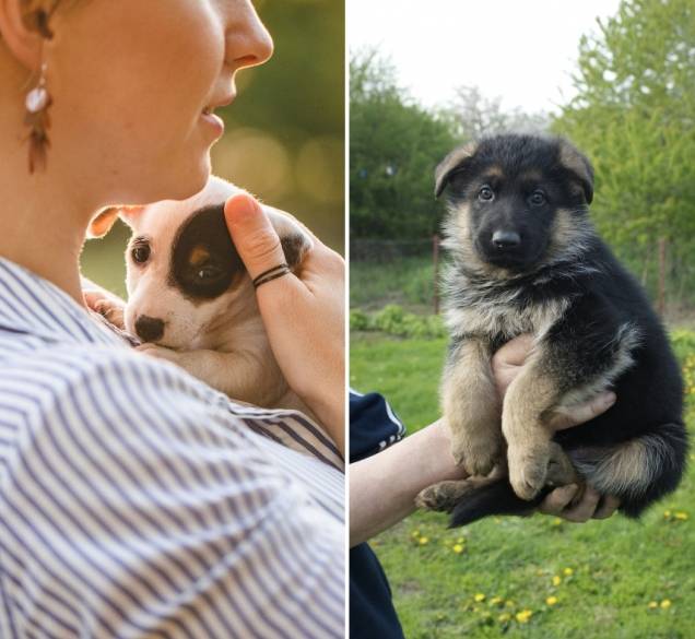 Savjeti za nabavu psa: evo kada je i u kojim uvjetima najbolje da ih udomite