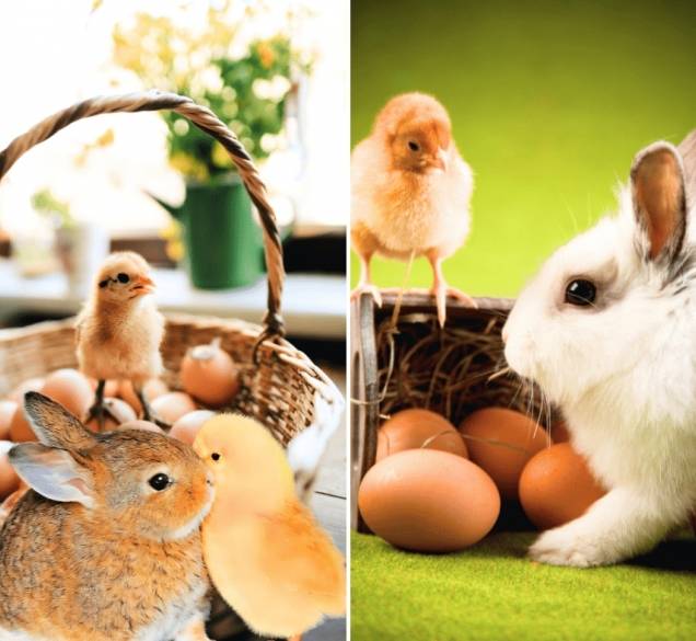 Pisanice, pilići i uskrsni zec nisu tu slučajno – znate li što zapravo simboliziraju?